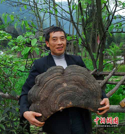 四川洪雅瓦屋山发现特大野生灵芝菌(图)