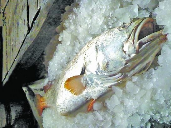 渔民捕获68斤重黄唇鱼卖出148万(图)