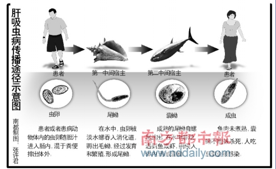 番禺南沙老市民两成患肝吸虫病 广州肝吸虫发