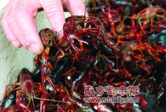 价格牌已摘下 小龙虾仍在卖 广州黄沙水产市场