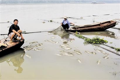 15万余公斤鱼4天内死亡疑因工厂排放污水所致