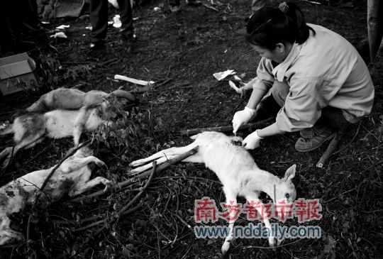 4犬袭击野生动物园咬死6头鹿 恶犬或系人为放