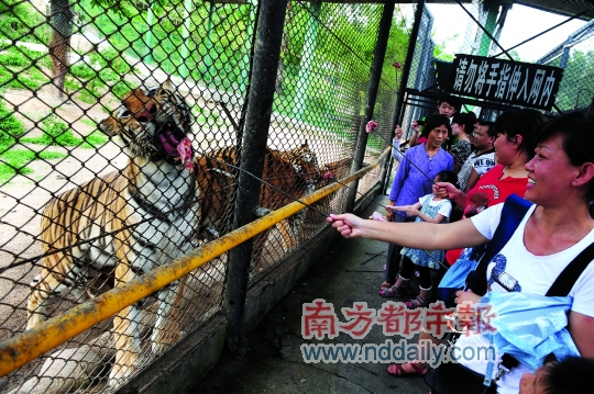 给游客带来过无尽欢乐的深圳野生动物园,昨日下午发生一出惨剧:园区一名园林工人跌入东北虎散放区,遭到四五只东北虎袭击身亡。 据南方都市报记者了解,死者姓盛,1956年出生,浙江绍兴人。今年7月才与动物园签订了劳动合同。此前他也曾在动物园做过园林工作,但劳动关系是隶属于一家私营公司。 园林工为何会跌入散放区?动物园相关负责人通报称,该员工疑似违规操作,翻越1.