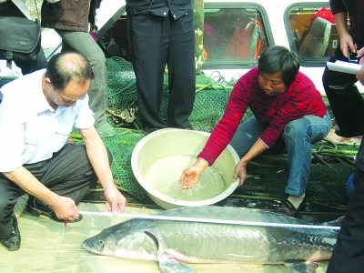 老渔夫捕获百斤重中华鲟彻夜照顾直至放生