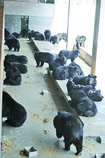 养殖场购百头黑熊抽胆汁引争议国内无明文禁止