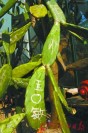 �οͽ�ֲ��԰һ������ֲ���ڻؼҳ���