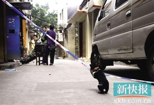 �·��ֳ�,���߼�������Сè�����˾������ľ����ߡ� �¿챨���� ��־��/��