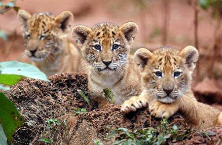 狮虎兽是狮子和老虎杂交的后代,海南野生动植物园从2004年开始进行