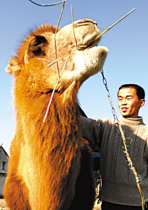 男子为博妻子开心千里买回骆驼当宠物(组图)