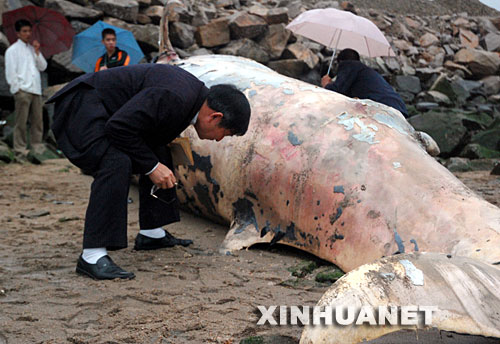 组图：福建宁德城澳海滩发现死亡鲸鱼