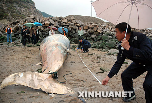 组图：福建宁德城澳海滩发现死亡鲸鱼