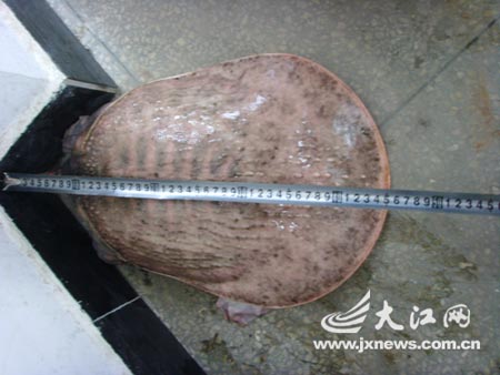 江西农民发现罕见粉红色甲鱼(组图)