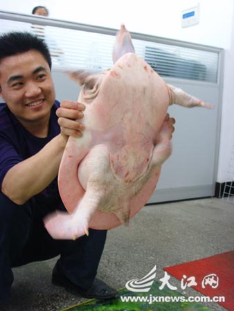 江西农民发现罕见粉红色甲鱼(组图)