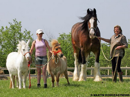 英国最高马匹身高近2米体重达1吨(组图)