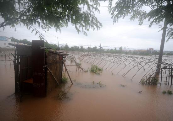图文:安徽省黄山市休宁县被水淹没的蔬菜大棚