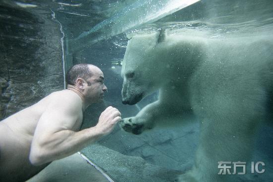 组图：人们在加拿大与北极熊一同游泳