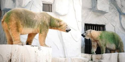 日本动物园不常换水北极熊长绿毛(组图)