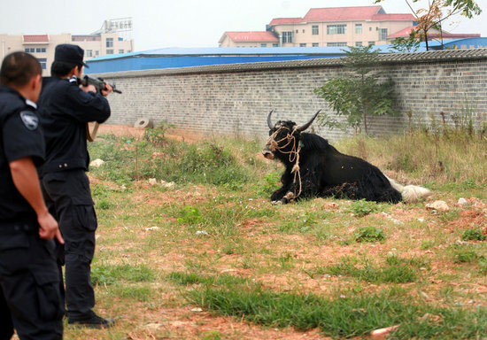 柳州公牛受惊横行市区民警20余枪将其击毙