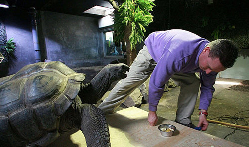 组图：荷兰动物园为200公斤巨龟体检