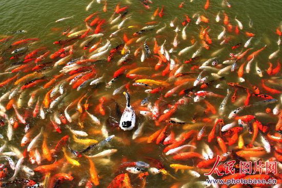 池塘上千鲤鱼反击偷袭鸭子(组图)