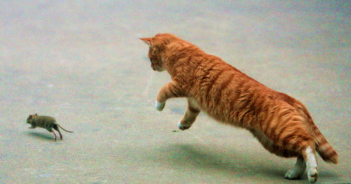图文:小猫追逐一只老鼠