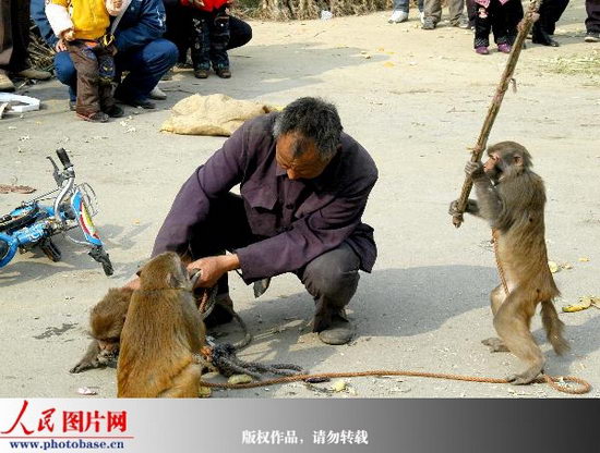 民间艺人表演时惹恼猴子遭猴抓打(组图)