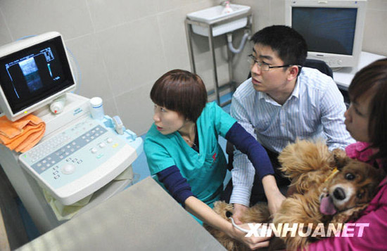 组图:广州女大学毕业生自主创业开宠物医院