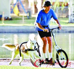 美国养狗者发明狗拉踏板车 外形似三轮摩托(图