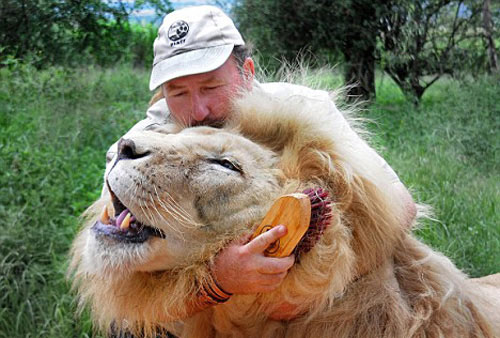南非一名动物保育员为狮子按摩脚掌(组图)