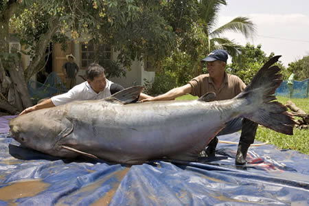 图文：世界上最大的鲶鱼