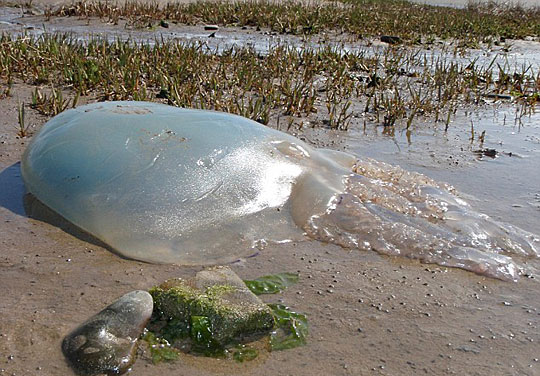 英国海岸发现1.2米长大水母(图)