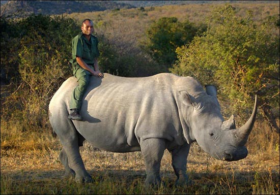 组图：南非男子骑2吨重犀牛散步