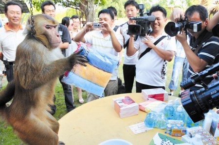 猴子成骰子高手与游客互掷取乐(组图)