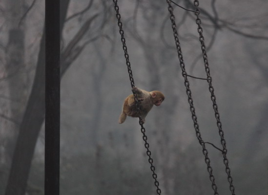 组图:动物园猕猴因连日大雾天气情绪忧郁