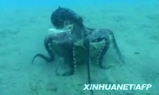 章鱼将身子蜷缩进椰壳保护自己