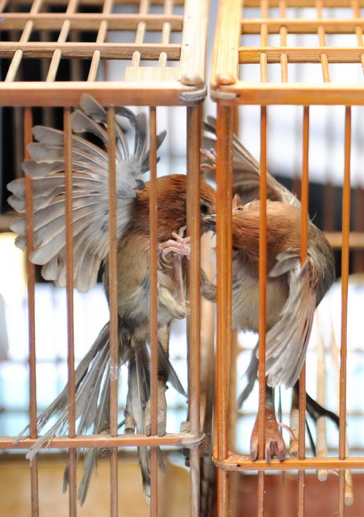 黄腾鸟俗称黄豆鸟,也称天煞星,是一种体型纤小的粉褐色鸦雀,生性好斗