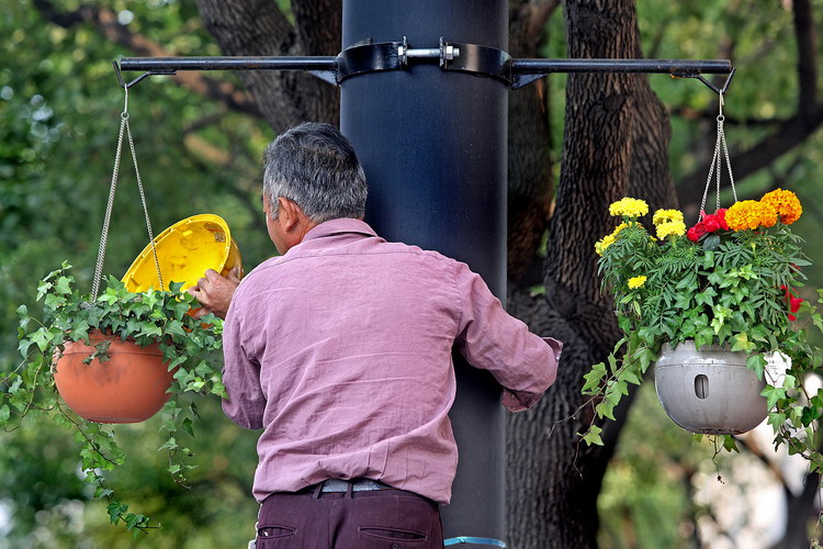 图文:园林养护工人用安全帽给花篮浇水