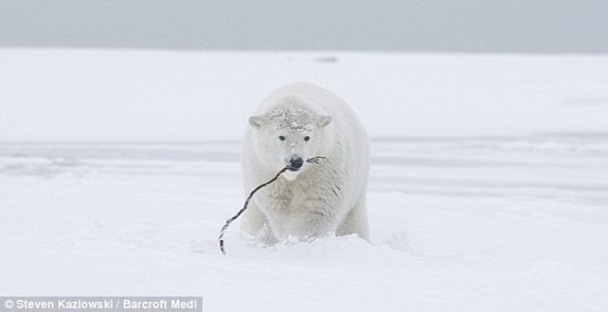 组图：北极熊叼树枝玩耍对镜头温柔招手