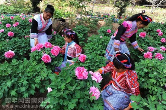 3月14日,几位苗族姑娘在狮子山牡丹园观赏盛开的牡丹花.