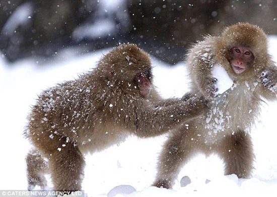 日本山区猕猴雪地嬉戏打雪仗(组图)