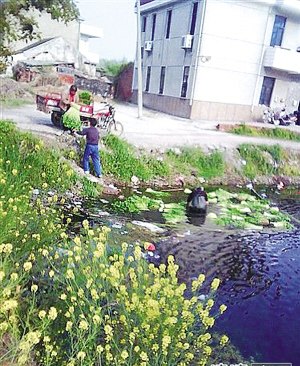 网帖曝菜农在臭水坑泡芹菜以增重(图)