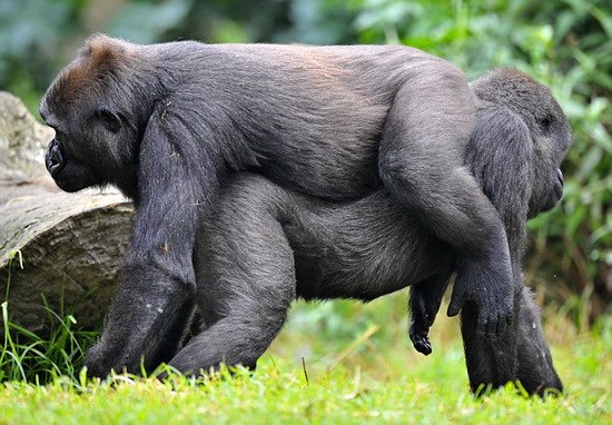 悉尼动物园两只猩猩相互拥抱表示友好(组图)