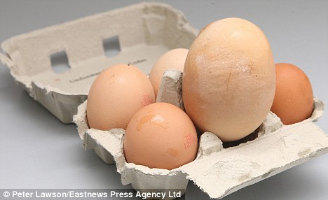 英国诞生世界最大鸡蛋体积是普通蛋3倍(组图)