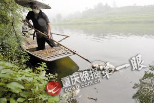 重庆50吨生态鱼陆续死亡警方已开始调查(图)