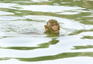 南宁动物园红毛猩猩吹空调吃西瓜解暑(组图)