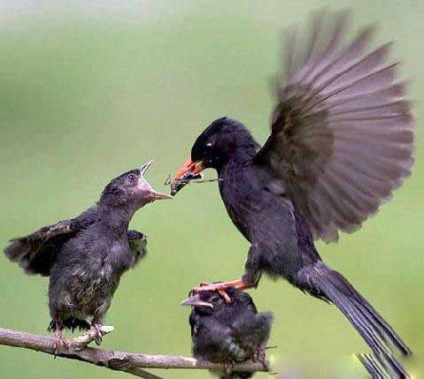 图文：摄影师抓拍鸟妈妈“偏心”喂食一幕