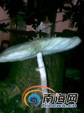 巨型蘑菇长20厘米重300克(组图)