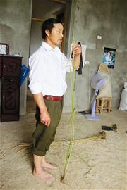 农民培育出株高达1.55米水稻(组图)