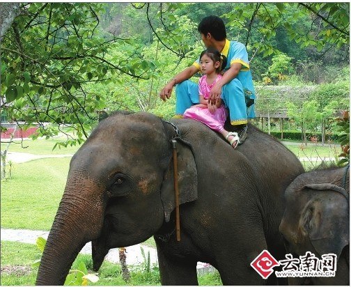 11岁女孩与大象形影不离被称为象公主(组图)