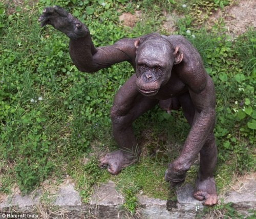 印度动物园无毛黑猩猩成一大景观(组图)